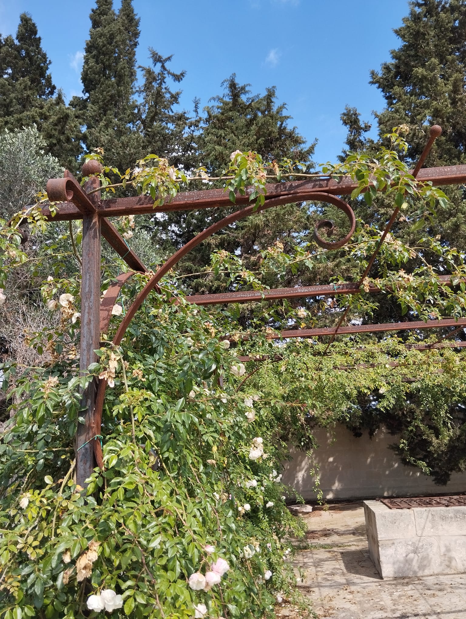 Coperture e Pergolati - TRT Tortorella Antonio Aradeo (LE) - foto 10